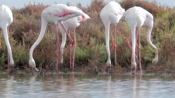 Filmagem de flamingos à procura de comida na água — Vídeo de Stock