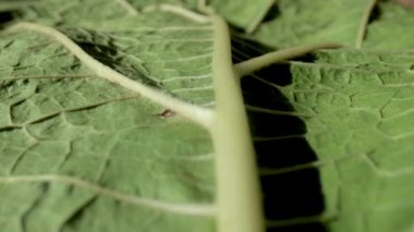 Yeşil yaprağın makro görüntüleri