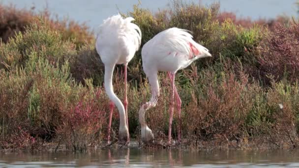 Filmagem de flamingos à procura de comida na água — Vídeo de Stock