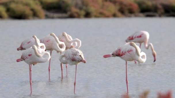 A vízben élelmet kereső flamingók felvétele — Stock videók