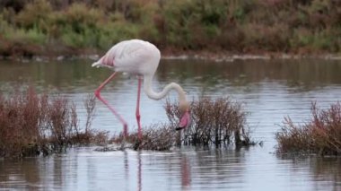 Suda yiyecek arayan flamingo görüntüleri.