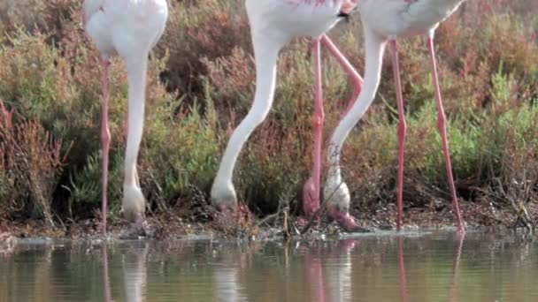 Footage dari flamingo mencari makanan dalam air — Stok Video