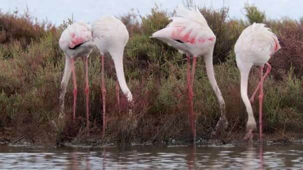 Footage dari flamingo mencari makanan dalam air — Stok Video