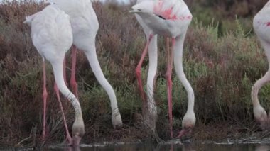 Suda yiyecek arayan flamingoların görüntüsü