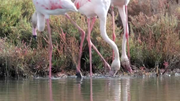 Видеозапись фламинго, ищущих еду в воде — стоковое видео