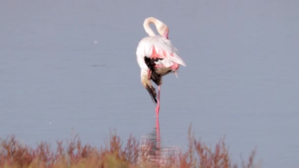Видеозапись фламинго, ищущего еду в воде — стоковое видео