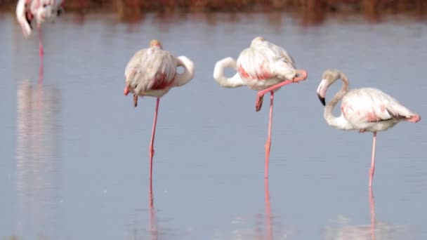 Nagranie flamingów szukających pożywienia w wodzie — Wideo stockowe