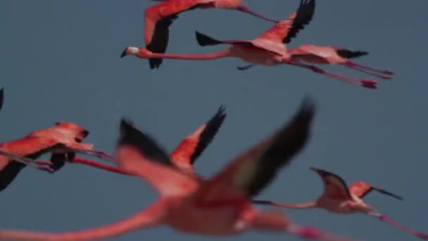 Flamingoer som letter – stockvideo