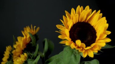 Ayçiçeklerinin dönüşümlü görüntüleri
