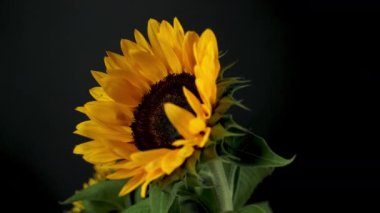 Ayçiçeklerinin dönüşümlü görüntüleri