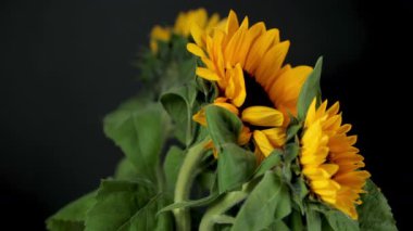 Ayçiçeklerinin dönüşümlü görüntüleri