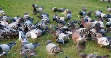 Büyük bir grup güvercin.