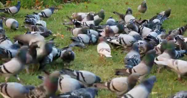 Grande gruppo di piccioni — Video Stock