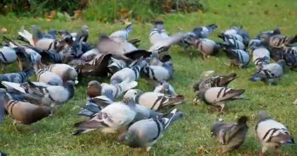 Большая группа голубей — стоковое видео