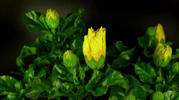 Loopable tijdpase van gele perzische boterbloem — Stockvideo