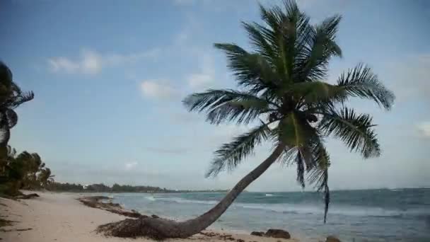 Loopable timelpasa de palmera en una playa de oin mexico — Vídeo de stock