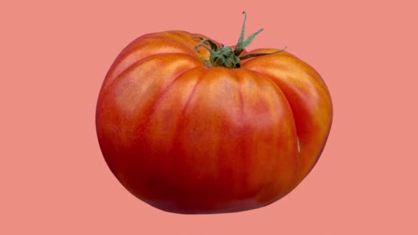Świeże czerwone raf pomidory na zwykłym różowym tle — Wideo stockowe