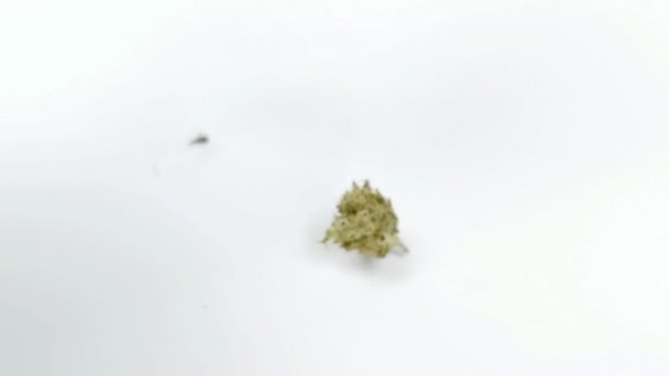 Marihuana knoppen vallen in slow motion — Stockvideo