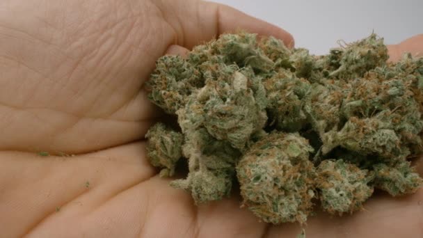 Marihuana knoppen in een hand tegen witte achtergrond — Stockvideo