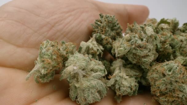 Marihuanové pupeny v ruce proti bílému pozadí — Stock video