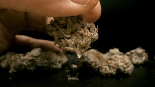 Une main tenant un bourgeon de marijuana sur fond noir — Video