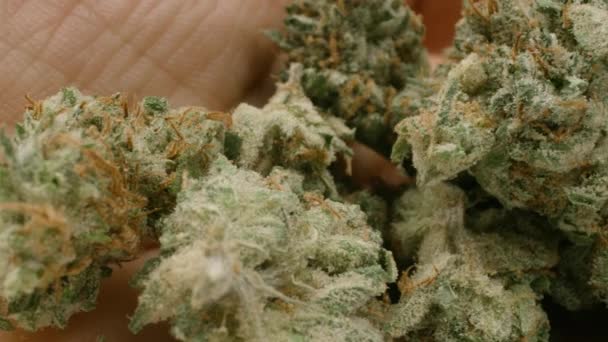 Marihuana knoppen in een hand tegen witte achtergrond — Stockvideo