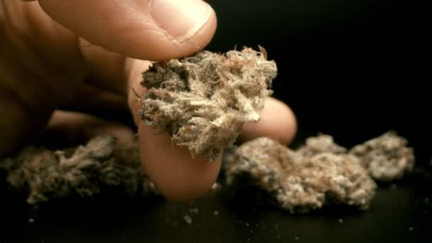Ręka trzymająca pączek marihuany na czarnym tle — Wideo stockowe