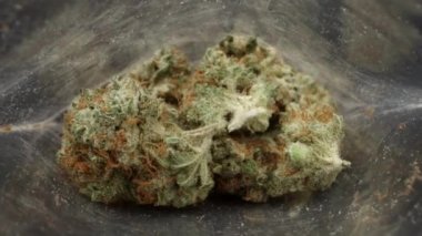 Çantada marihuana tomurcukları