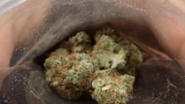 Çantada marihuana tomurcukları