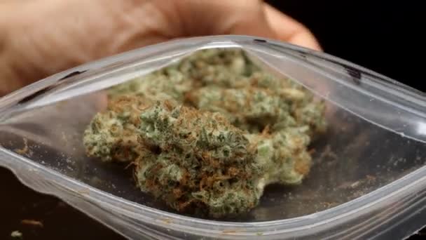 Gemme di marijuana in un sacchetto — Video Stock