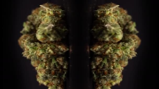 Marihuana knoppen spinnen tegen zwarte achtergrond — Stockvideo