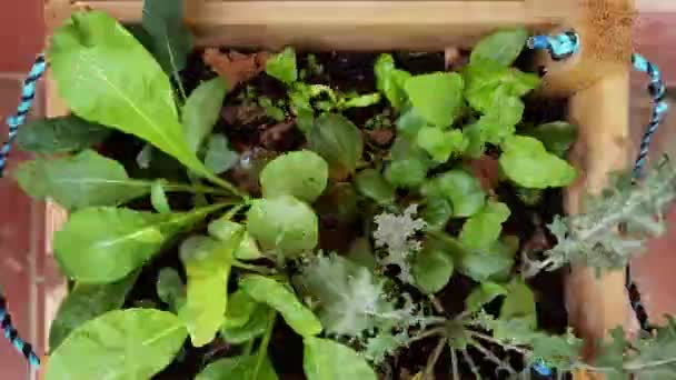 Salade en groente buiten obx — Stockvideo