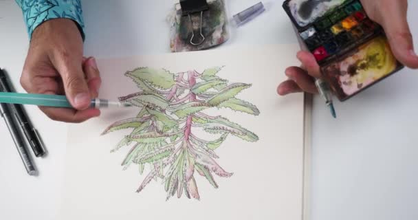 画家绘画植物录像 — 图库视频影像