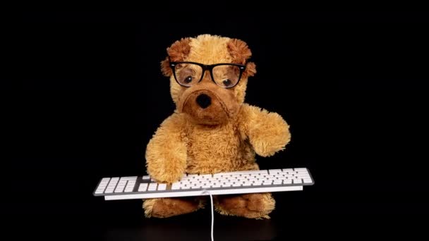 Teddy chien tapant sur le clavier — Video