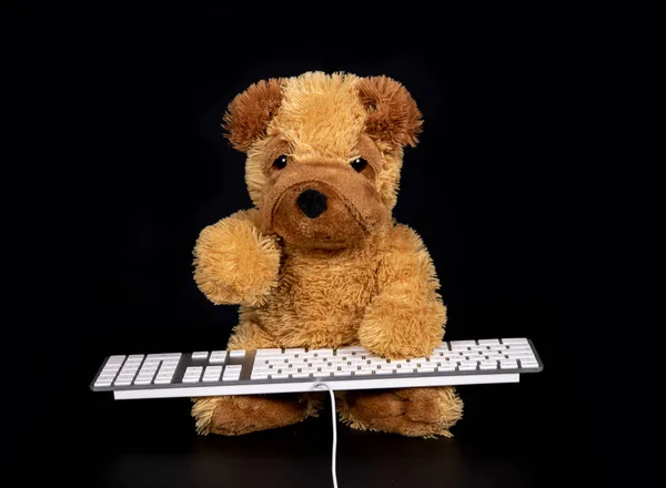 Teddy dog typing on keyboard