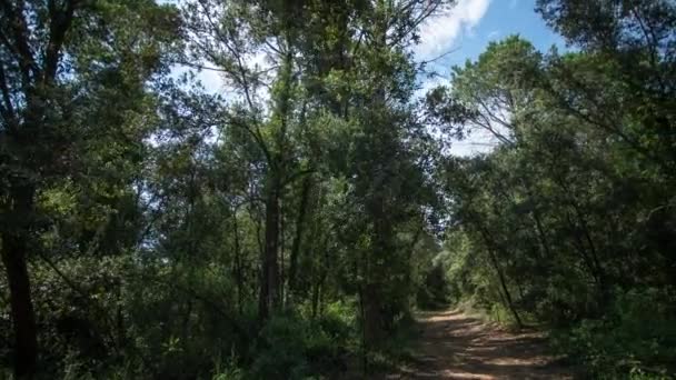 Time lapse footage of forest path, la garrotxa, Espagne — Video