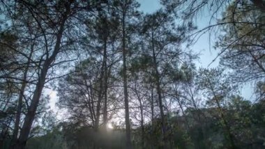 Ormanda gün batımında ağaçların zamanı