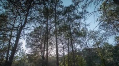 Ormanda gün batımında ağaçların zamanı