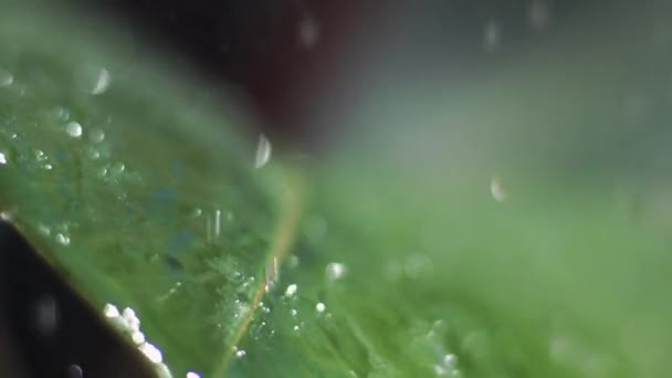 Водяні краплі падають на лист — стокове відео