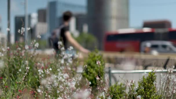 Fleurs dans la ville, Barcelone, Espagne — Video