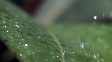 Yaprağın üzerine düşen su damlacıkları