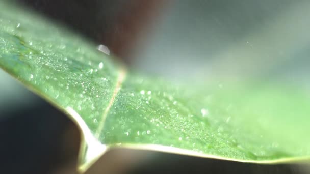 Gotas de agua cayendo sobre la hoja — Vídeo de stock