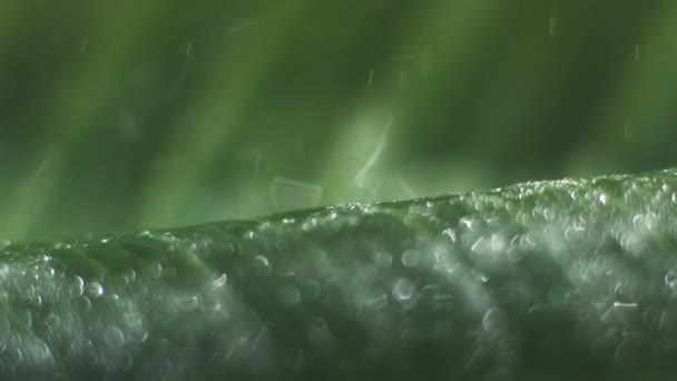 Waterdruppels vallen op blad — Stockvideo