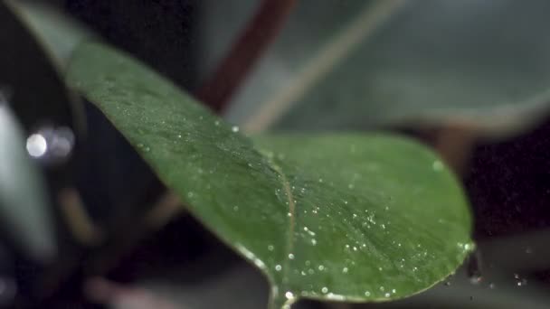 Yaprağın üzerine düşen su damlacıkları — Stok video