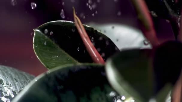 Gotas de agua cayendo sobre la hoja — Vídeos de Stock