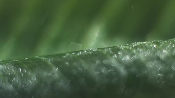 Waterdruppels vallen op blad — Stockvideo