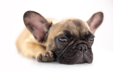 Tatlı bir Fransız bulldog köpeği.
