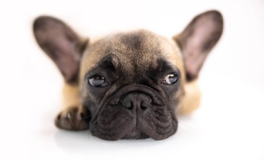 Tatlı bir Fransız bulldog köpeği.