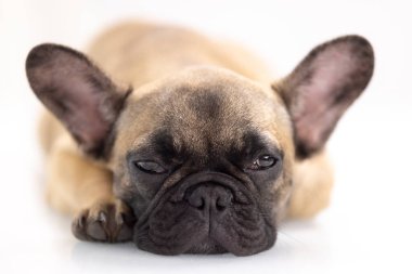 Tatlı bir Fransız bulldog köpeği.