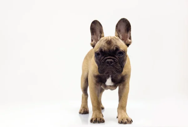 Um filhote de cachorro bulldog francês bonito — Fotografia de Stock